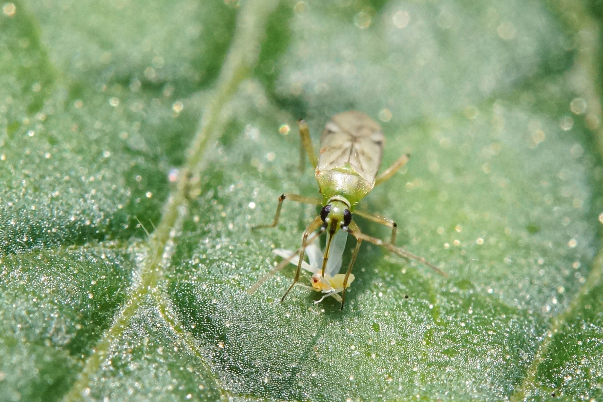 Representación de la genealogía de un grupo familiar en Los Letreros.